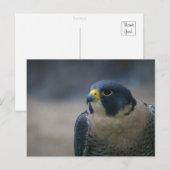 Falken Postkarte (Vorne/Hinten)