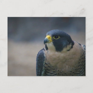 Falken Postkarte
