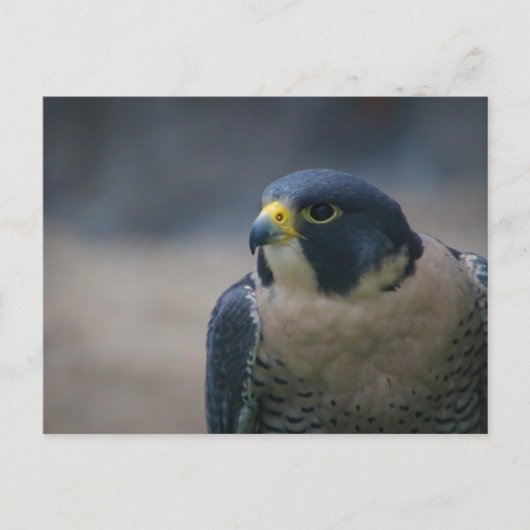 Falken Postkarte (Vorderseite)