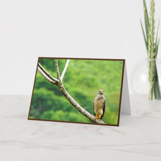 Falkenkarte Dankeskarte (Vorderseite)