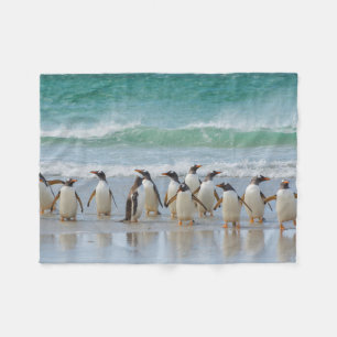 Falkland-Inseln. Saunders Island. Gentoo Fleecedecke