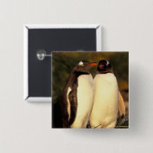 Falklandinseln Gentoo Pinguine. (Pyroscelis Button (Vorne & Hinten)