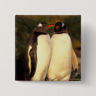 Falklandinseln Gentoo Pinguine. (Pyroscelis Button