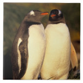 Falklandinseln Gentoo Pinguine. (Pyroscelis Fliese (Vorderseite)