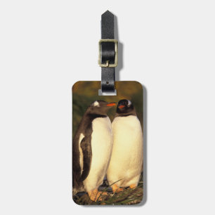 Falklandinseln Gentoo Pinguine. (Pyroscelis Gepäckanhänger