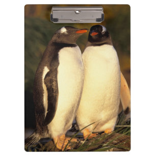 Falklandinseln. Gentoo-Pinguine. (Pyroscelis Klemmbrett