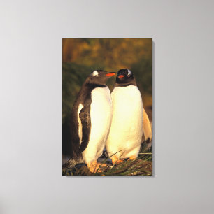 Falklandinseln Gentoo Pinguine. (Pyroscelis Leinwanddruck