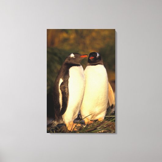 Falklandinseln Gentoo Pinguine. (Pyroscelis Leinwanddruck (Vorderseite)