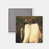 Falklandinseln Gentoo Pinguine. (Pyroscelis Magnet (Vorderseite/Rückseite)