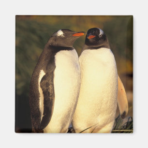 Falklandinseln. Gentoo-Pinguine. (Pyroscelis Magnet