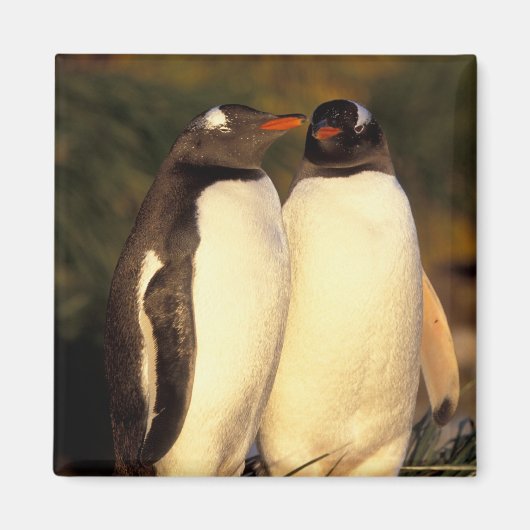 Falklandinseln Gentoo Pinguine. (Pyroscelis Magnet (Vorne)