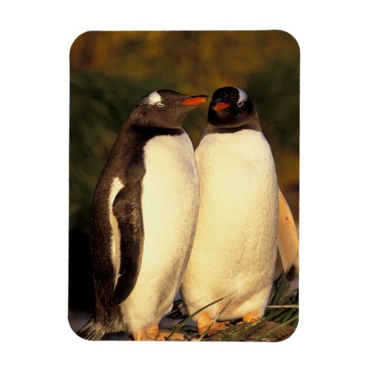 Falklandinseln Gentoo Pinguine. (Pyroscelis Magnet (Vertikal)