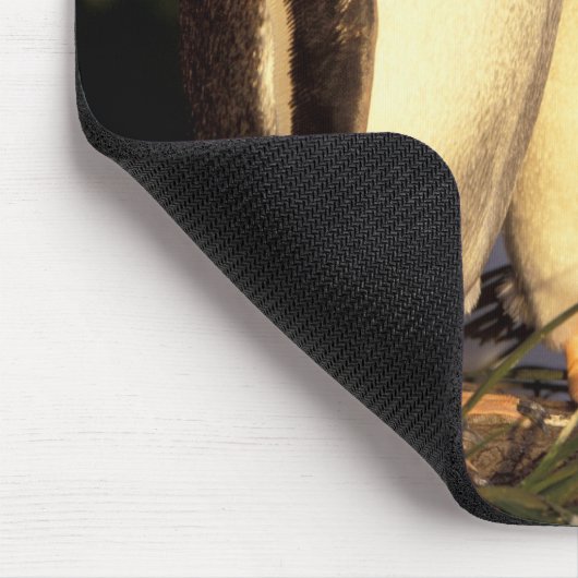 Falklandinseln Gentoo Pinguine. (Pyroscelis Mousepad (Ecke)
