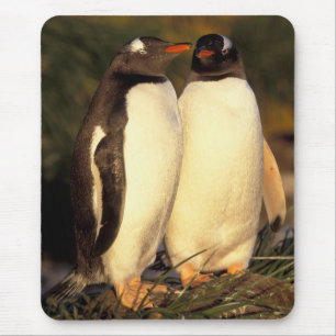 Falklandinseln Gentoo Pinguine. (Pyroscelis Mousepad