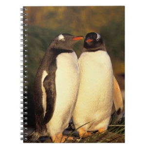 Falklandinseln Gentoo Pinguine. (Pyroscelis Notizblock