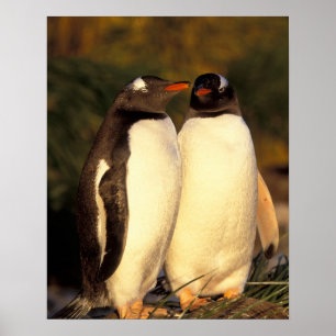 Falklandinseln Gentoo Pinguine. (Pyroscelis Poster