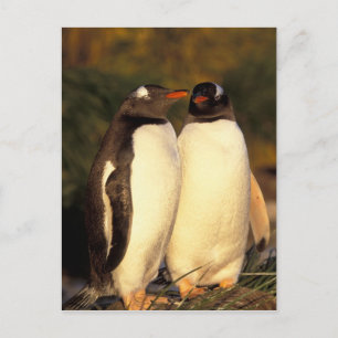 Falklandinseln. Gentoo-Pinguine. (Pyroscelis Postkarte