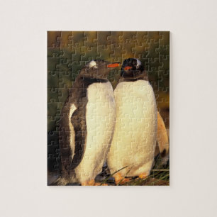 Falklandinseln Gentoo Pinguine. (Pyroscelis Puzzle