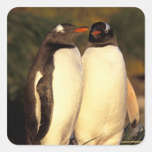 Falklandinseln Gentoo Pinguine. (Pyroscelis Quadratischer Aufkleber