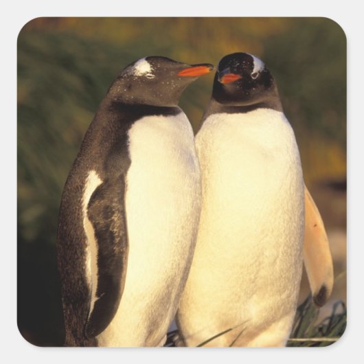 Falklandinseln Gentoo Pinguine. (Pyroscelis Quadratischer Aufkleber (Vorderseite)