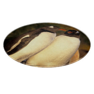 Falklandinseln Gentoo Pinguine. (Pyroscelis Schneidebrett