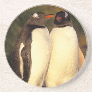 Falklandinseln Gentoo Pinguine. (Pyroscelis Untersetzer