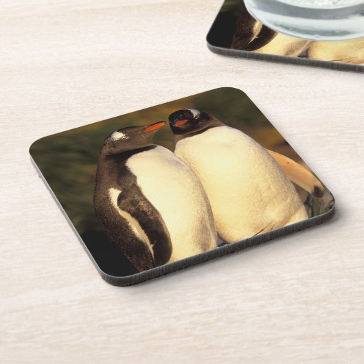 Falklandinseln Gentoo Pinguine. (Pyroscelis Untersetzer (Linke Seite)