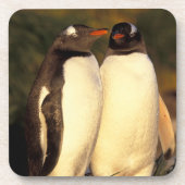 Falklandinseln Gentoo Pinguine. (Pyroscelis Untersetzer (Vorderseite)