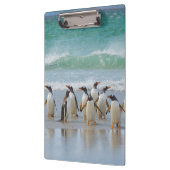 Falklandinseln. Saunders Island. Gentoo Klemmbrett (Links)