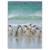 Falklandinseln. Saunders Island. Gentoo Klemmbrett (Rückseite)