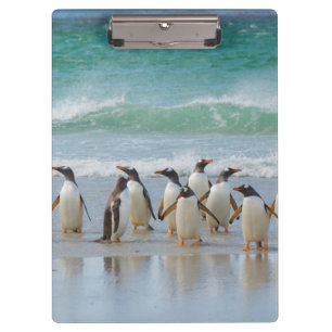 Falklandinseln. Saunders Island. Gentoo Klemmbrett