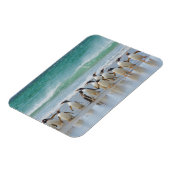 Falklandinseln. Saunders Island. Gentoo Magnet (Linke Seite)