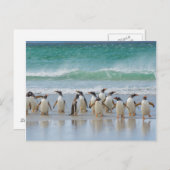 Falklandinseln. Saunders Island. Gentoo Postkarte (Vorne/Hinten)