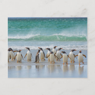 Falklandinseln. Saunders Island. Gentoo Postkarte