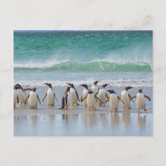 Falklandinseln. Saunders Island. Gentoo Postkarte (Vorderseite)