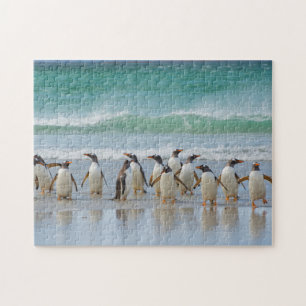 Falklandinseln. Saunders Island. Gentoo Puzzle