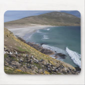 Falklandinseln, West Falkland, Saunders Mousepad (Vorne)