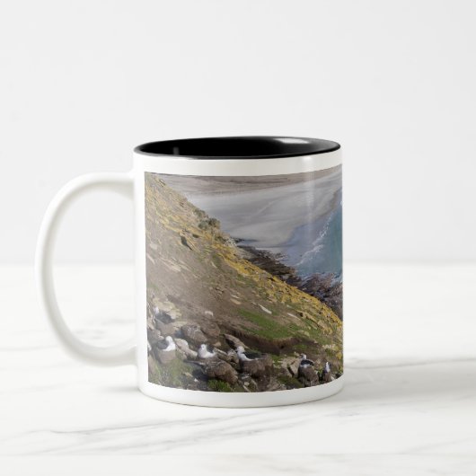 Falklandinseln, West Falkland, Saunders Zweifarbige Tasse (Links)