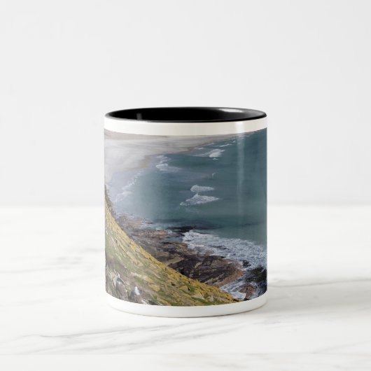 Falklandinseln, West Falkland, Saunders Zweifarbige Tasse (Mittel)