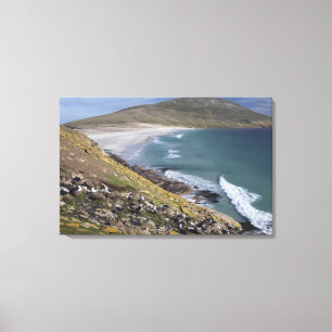Falklandinseln, Westfalkland, Saunders Leinwanddruck