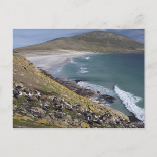 Falklandinseln, Westfalkland, Saunders Postkarte