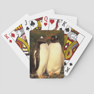 Falkländische Inseln. Gentoo Pinguine.  Spielkarten