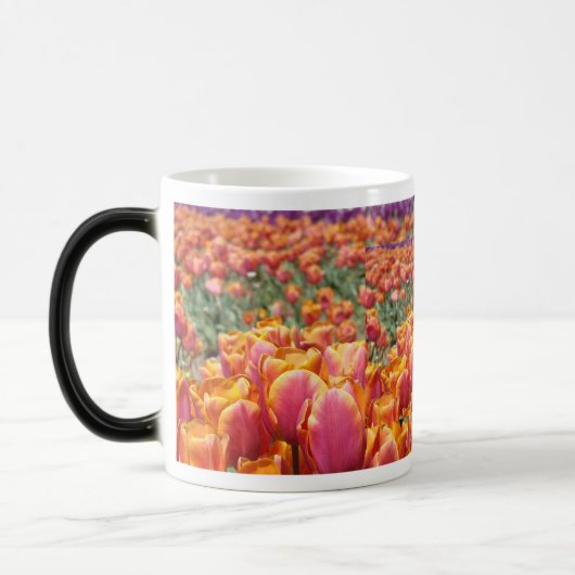 Falknerei - Falconeria Locarno Blume Tasse (Links)