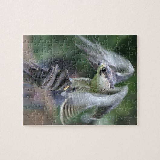 Falknerei Puzzle (Horizontal)