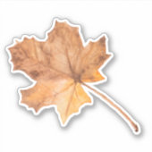 Fall Ahornleaf Vinyl Schnitt Aufkleber (Vorderseite)