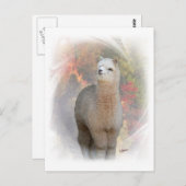 Fall Alpaca Postkarte (Vorne/Hinten)