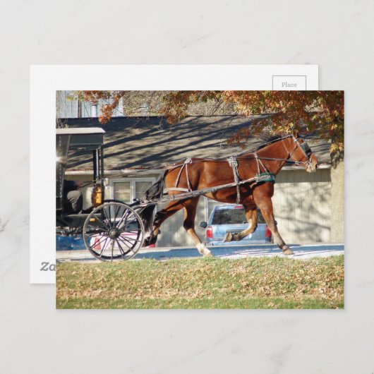 Fall Amish Pferd Postkarte (Vorne/Hinten)