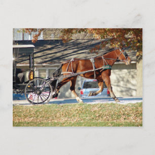 Fall Amish Pferd Postkarte