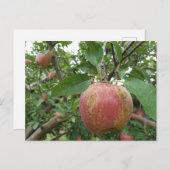 Fall-Apfelgarten Postkarte (Vorne/Hinten)