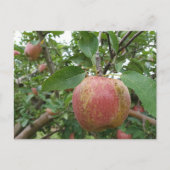 Fall-Apfelgarten Postkarte (Vorderseite)